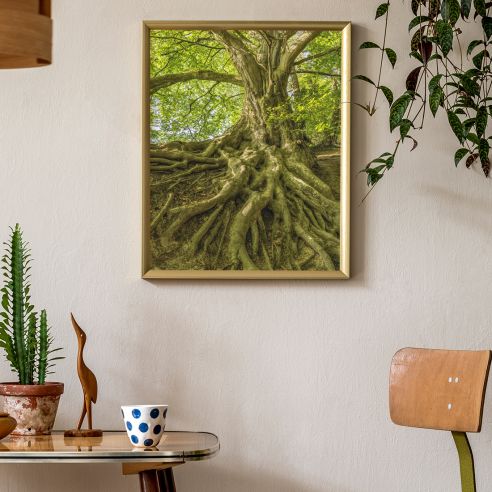 Arbre et racines poster