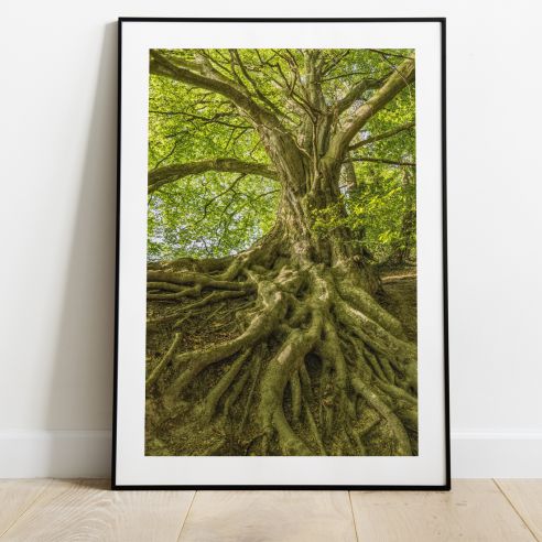 Arbre et racines poster
