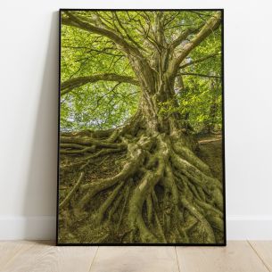 Arbre et racines poster 2
