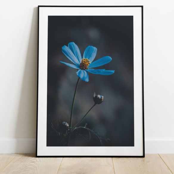 Fleur bleue poster