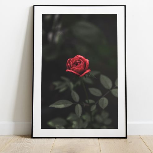 Rose avec tige poster