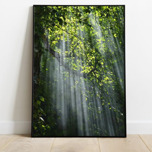 Poster nature : Feuillage arbre et rayon de soleil. Affiche murale