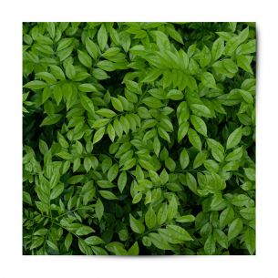 Vinyle adhésif patterns feuillage