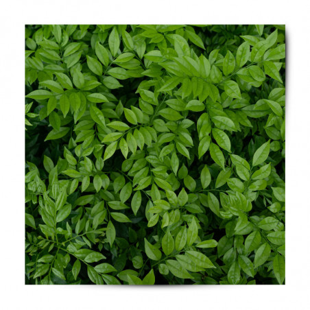 Vinyle adhésif patterns feuillage