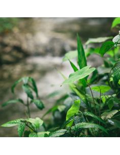 Sticker porte déco nature 2