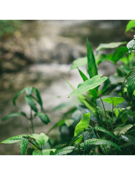 Sticker porte déco nature